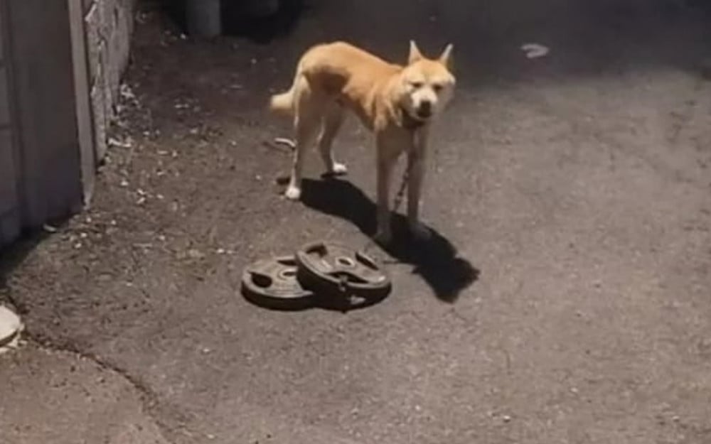 Boynuna Bağlı 30 kg Demir Ağırlıkla Günlerce Sürüklenen Yaralı Köpek Kurtarıldı